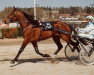 stallion Houston Laukko 88-2220 (American Trotter, 1988, from Choctaw Brave 6577V (US))