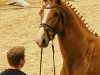 stallion Zidane (Oldenburg show jumper, 2019, from Zinedine)