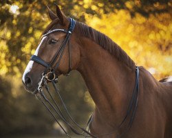 dressage horse Fulltime 4 (Hanoverian, 2009, from Fidertanz)