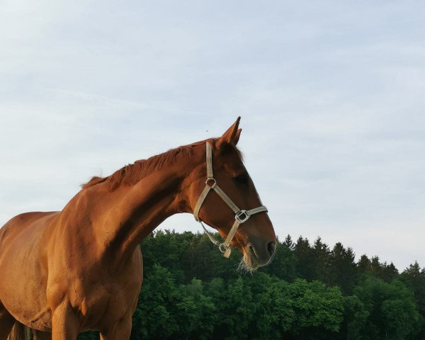 horse Lucinda 56 (Hanoverian, 2005, from Londonbeat)