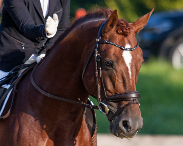 jumper Quater´s Rubin B (German Sport Horse, 2015, from Quaterback)