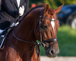 dressage horse Quater´s Rubin B (Deutsches Sportpferd, 2015, from Quaterback)