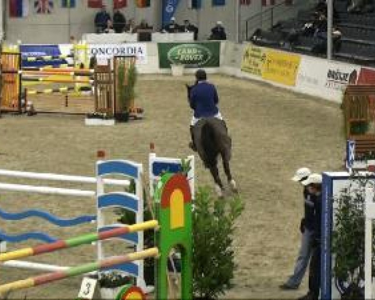 Zuchtstute Pikeur Bonita (Westfale, 2003, von Baloubet du Rouet)
