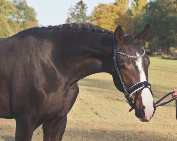 dressage horse Fiorello (Oldenburg, 2021, from Blue Hors Farrell)