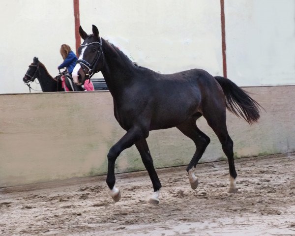 dressage horse Fiorello (Oldenburg, 2021, from Farrell)