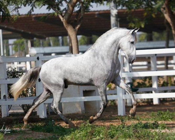 Pferd Fundador Sinia II (Pura Raza Espanola (PRE), 2013, von Jardinero Sinia)