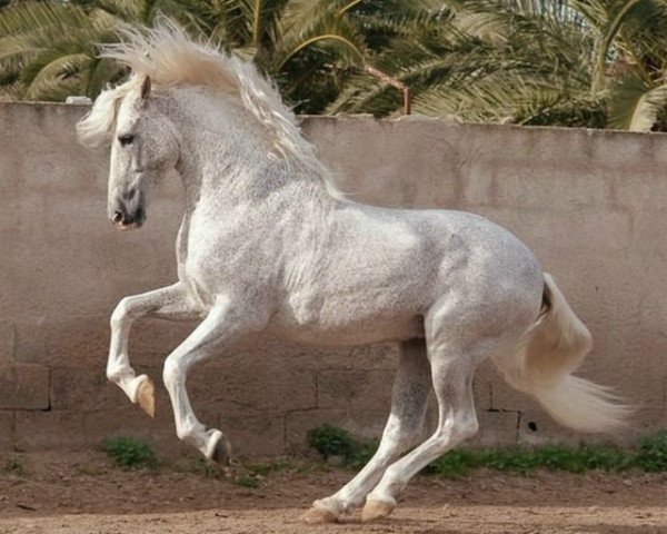 stallion Jaquimero (Pura Raza Espanola (PRE), 1992, from Freson)