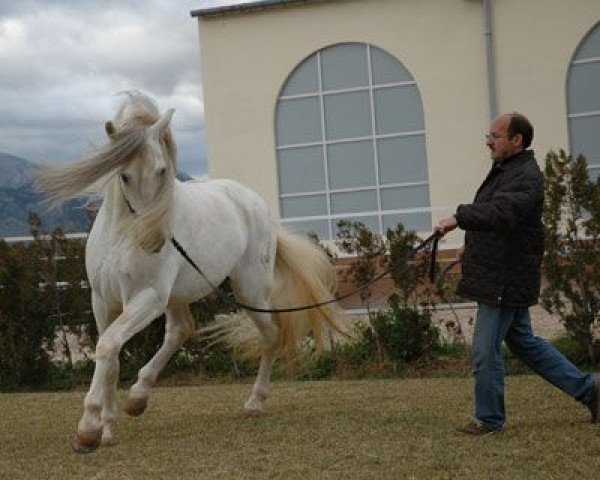 stallion Ungido IV (unknown, 1988, from Gastador VIII)