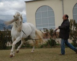 stallion Ungido IV (unknown, 1988, from Gastador VIII)