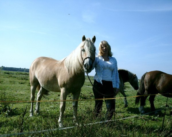 horse Why Not Wiecher (Haflinger, 2008, from Wirbel)