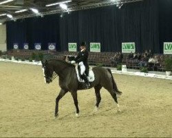 dressage horse Siebenstein 4 (Oldenburg, 2001, from Sandro Star)