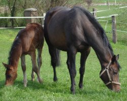 Zuchtstute Harrissa von der Heide (Trakehner, 1997, von Ressort)