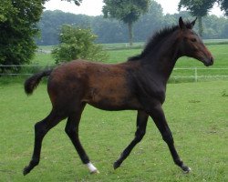 dressage horse Highlight BF (Oldenburg, 2007, from Hotline)