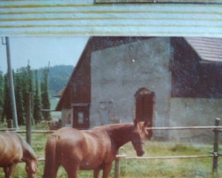 Pferd Karino (Haflinger, 1976, von Raymond Charles x)