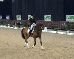 dressage horse Cay 5 (Holsteiner, 2000, from Coriander)