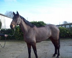 broodmare Saphira Sun (Westphalian, 2004, from Satisfaction FRH)