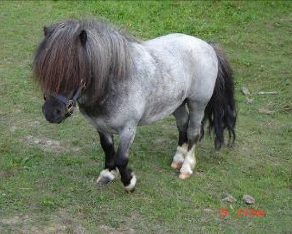 Deckhengst Upside van de berk (Shetland Pony, 2002, von Ordino de Valk)