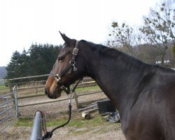 horse Calinca 9 (Hanoverian, 2004, from Cranach)