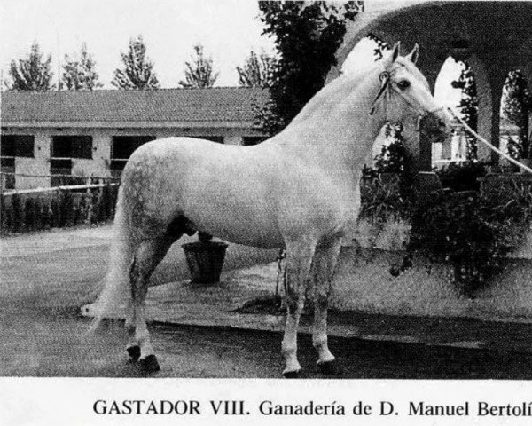 Deckhengst Gastador VIII (Pura Raza Espanola (PRE), 1975, von Valido)