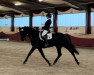 dressage horse Fantastic Faye (Oldenburg, 2018, from Fantastic)