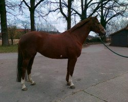 dressage horse Menouche (Westphalian, 2003, from Medici)