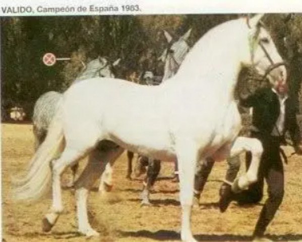 stallion Valido (Andalusier,  , from Bilbaino III)