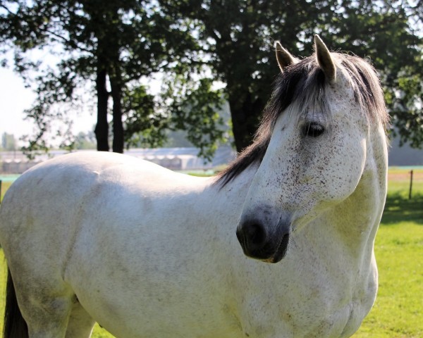 horse Unitario (Pura Raza Espanola (PRE), 2009, from Jaquimero)