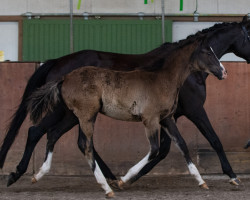 dressage horse Rasmus (Trakehner, 2022, from Ovaro)