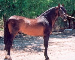 stallion Ranchero III (Pura Raza Espanola (PRE), 1985, from Leviton)