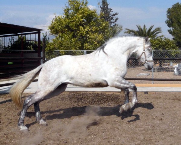 Pferd Califa CA (Pura Raza Espanola (PRE), 2004, von Gorgorito)