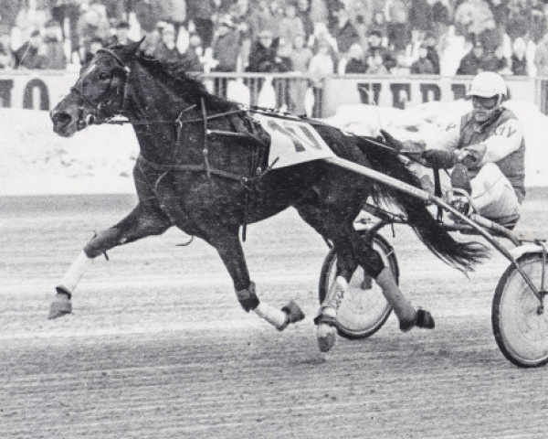 broodmare Rokkitytti 81-1834 (American Trotter, 1981, from Rocky 4775 (FI))