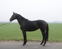 broodmare Soraya (Oldenburg, 2008, from Sir Donnerhall I)