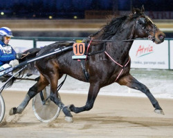 stallion Cold Hard Wind 99-2507 (American Trotter, 1999, from Southwind Pinnacle M-2752 (US))