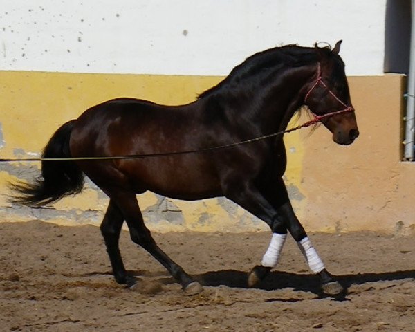 Pferd Triunfo XIII (Pura Raza Espanola (PRE), 2002, von Obrero IV)