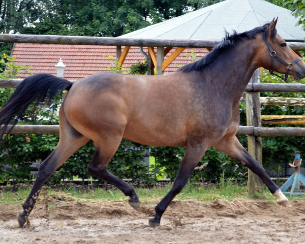 horse Sweet Ruffian (Arab half breed / Partbred, 2011, from Sweet Affair)