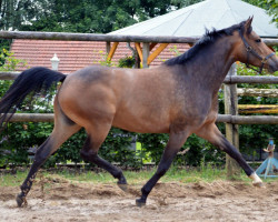 Pferd Sweet Ruffian (Arabisches Halbblut / Partbred, 2011, von Sweet Affair)