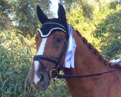 dressage horse Ragin (Hanoverian, 2008, from Rosario 37)