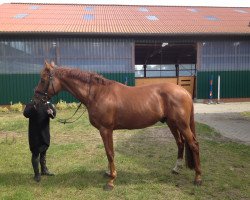 horse Famous Affair (German noble blood horse, 2009, from Sweet Affair)