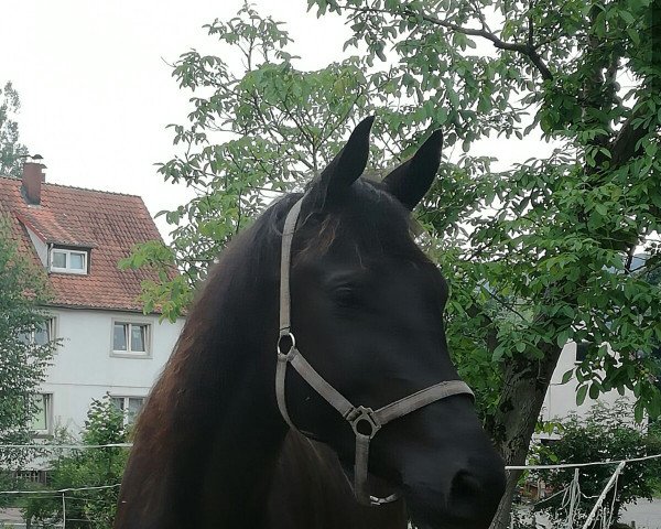 horse San Real (German noble blood horse, 2011, from Sweet Affair)