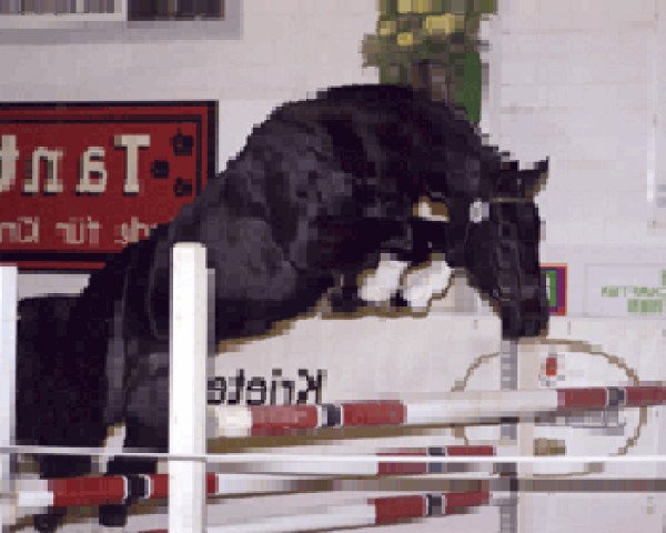 stallion Amageddon 11 (Westphalian, 2002, from Arpeggio)