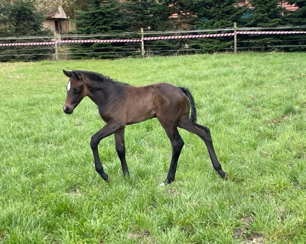 horse Daily Sweetness (German noble blood horse, 2021, from Sweet Affair)