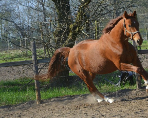 horse Fantastic Affair (German noble blood horse, 2011, from Sweet Affair)