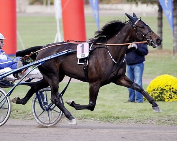 broodmare Target Hoss 05-2299 (American Trotter, 2005, from Muscles Yankee P-4377 (US))