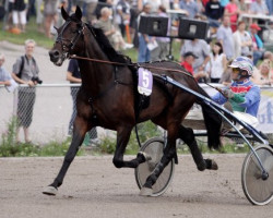 stallion Le Cannibale 06-1162 (Traber, 2006, from Jag de Bellouet (FR))