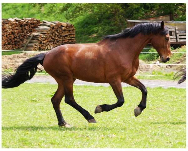 horse Chamisso MG (Zweibrücken, 1998, from Cosinus B)