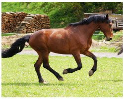 Pferd Chamisso MG (Zweibrücker, 1998, von Cosinus B)