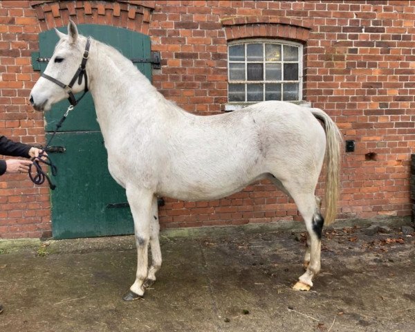 broodmare Steendieks Parov Stelar (German Riding Pony, 2009, from Principal Boy)