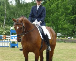 dressage horse Santos 416 (Hanoverian, 1990, from Salut)