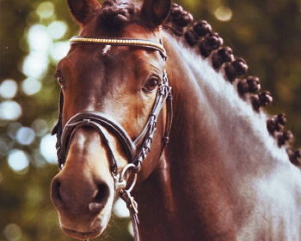 stallion Monty Mescalino (German Riding Pony, 1996, from Mescalero)