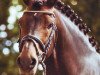 stallion Monty Mescalino (German Riding Pony, 1996, from Mescalero)